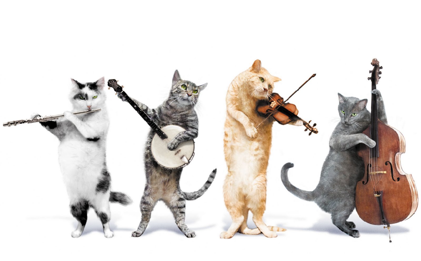 cat guitar tuning